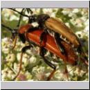 Corymbia rubra - Rothalsbock 04.jpg